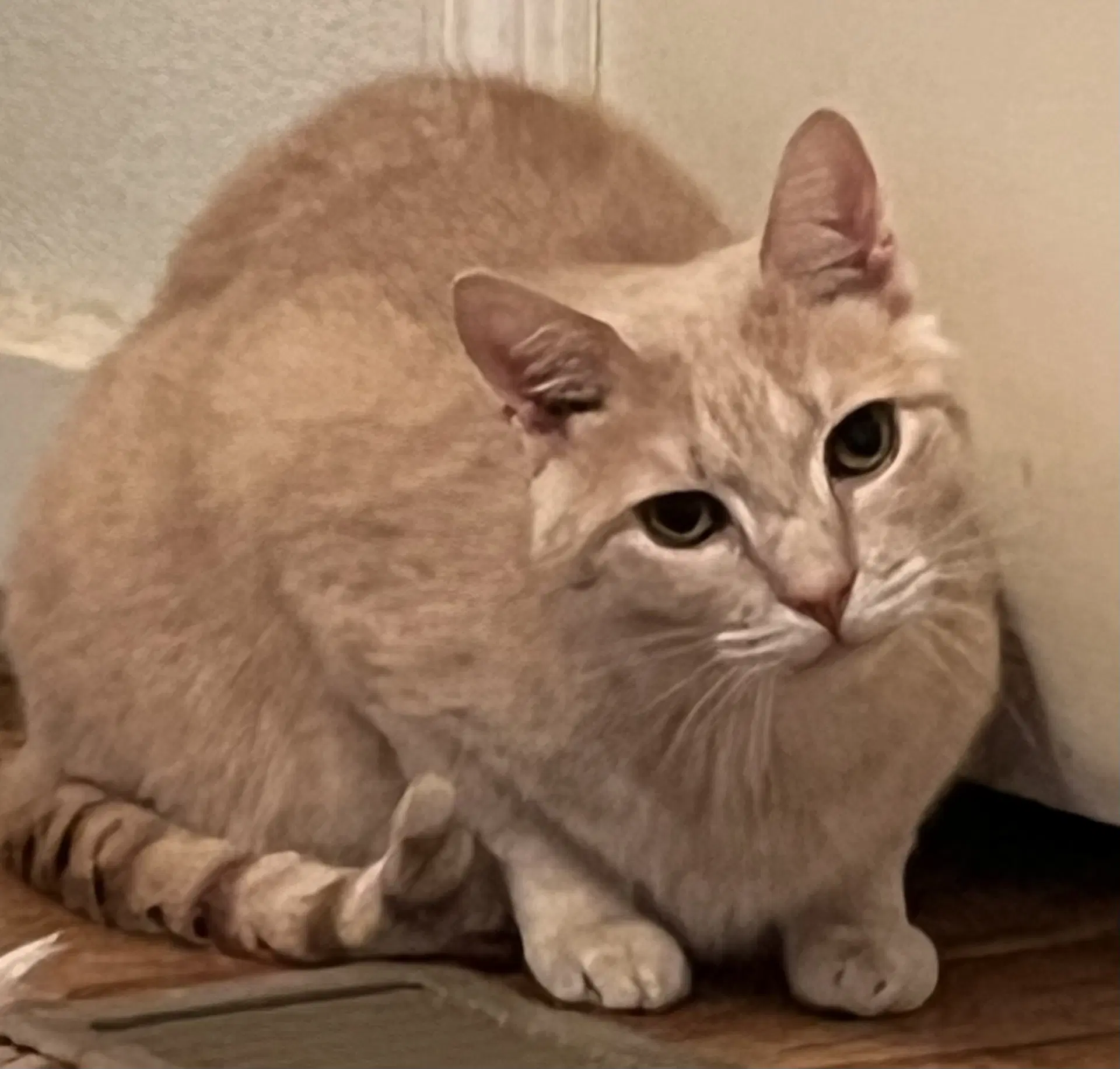 Lucky - Domestic Short Hair