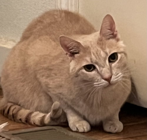 Lucky, a cat for adoption from Chatham Animal Rescue & Education