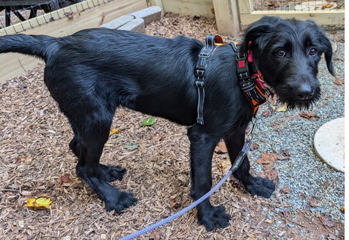 Photo 6 of Nessa