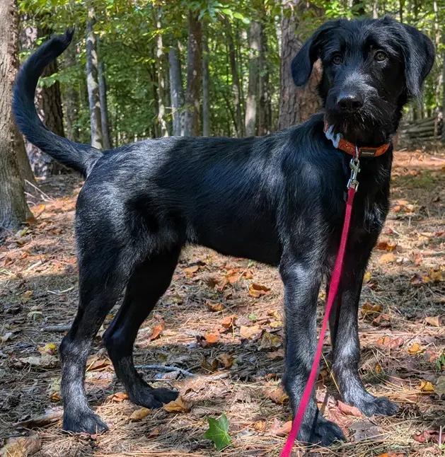 Nessa - Labrador Retriever