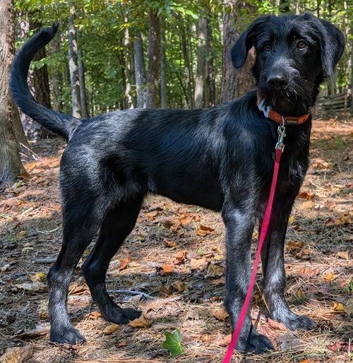 Nessa, a dog for adoption from Chatham Animal Rescue & Education