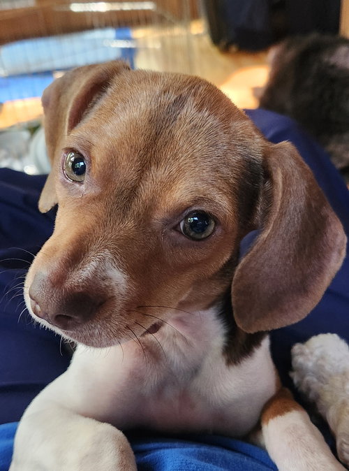 Pebbles, a dog for adoption from Chatham Animal Rescue & Education