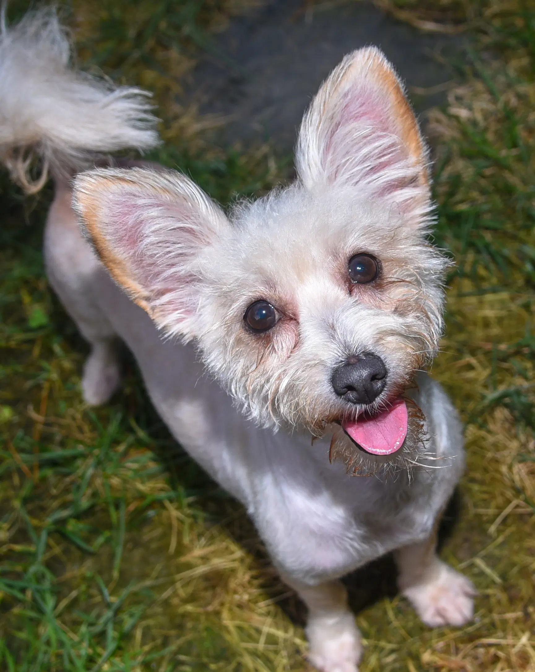 Addie - Terrier