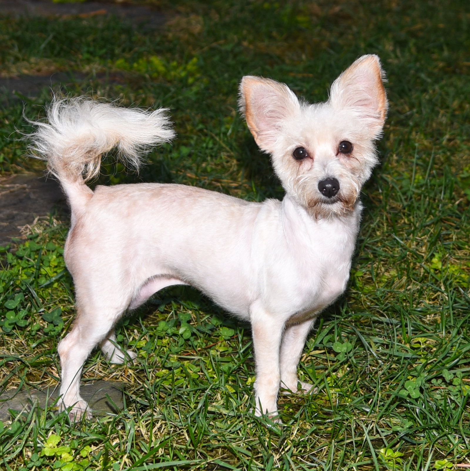 Addie, photo 2
