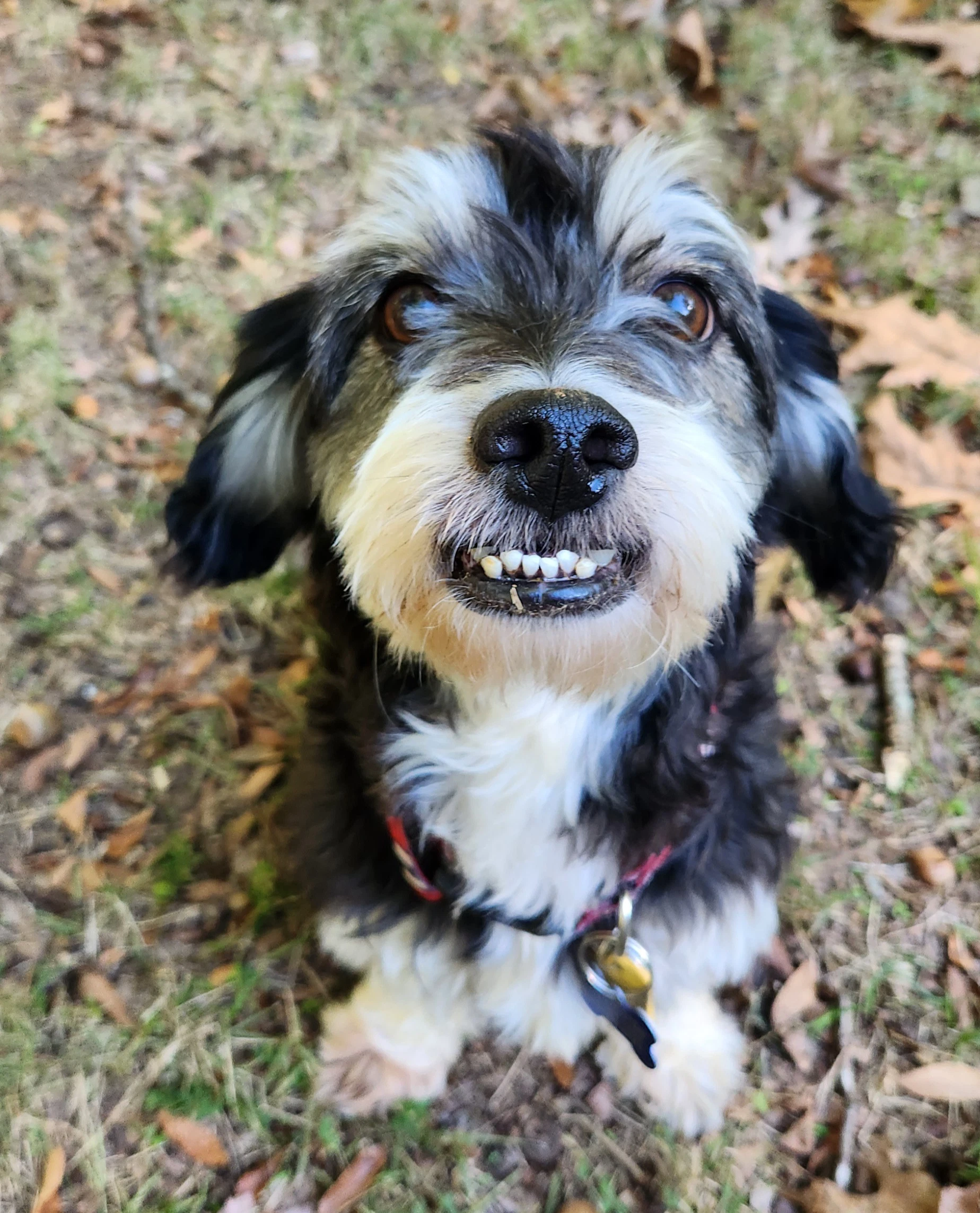 Ernest