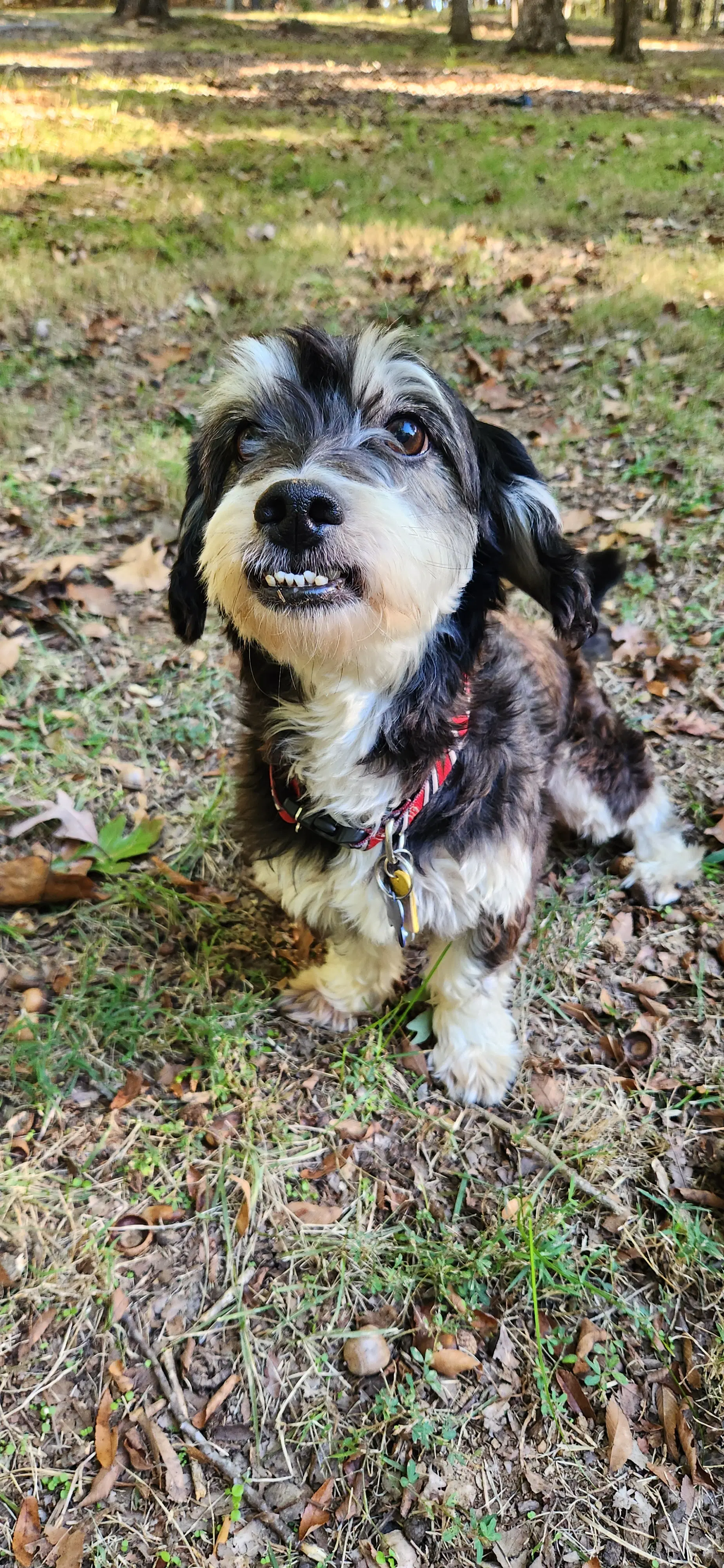Ernest image 3