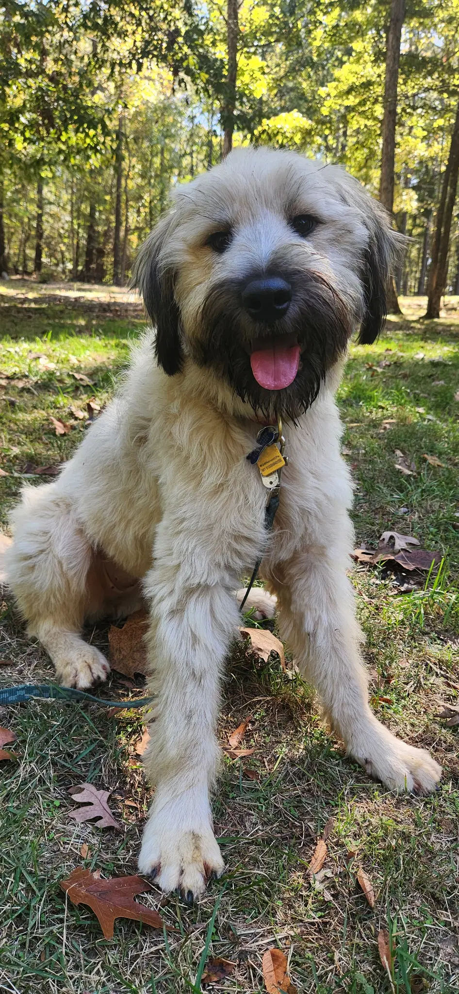 Winnie - Wheaten Terrier