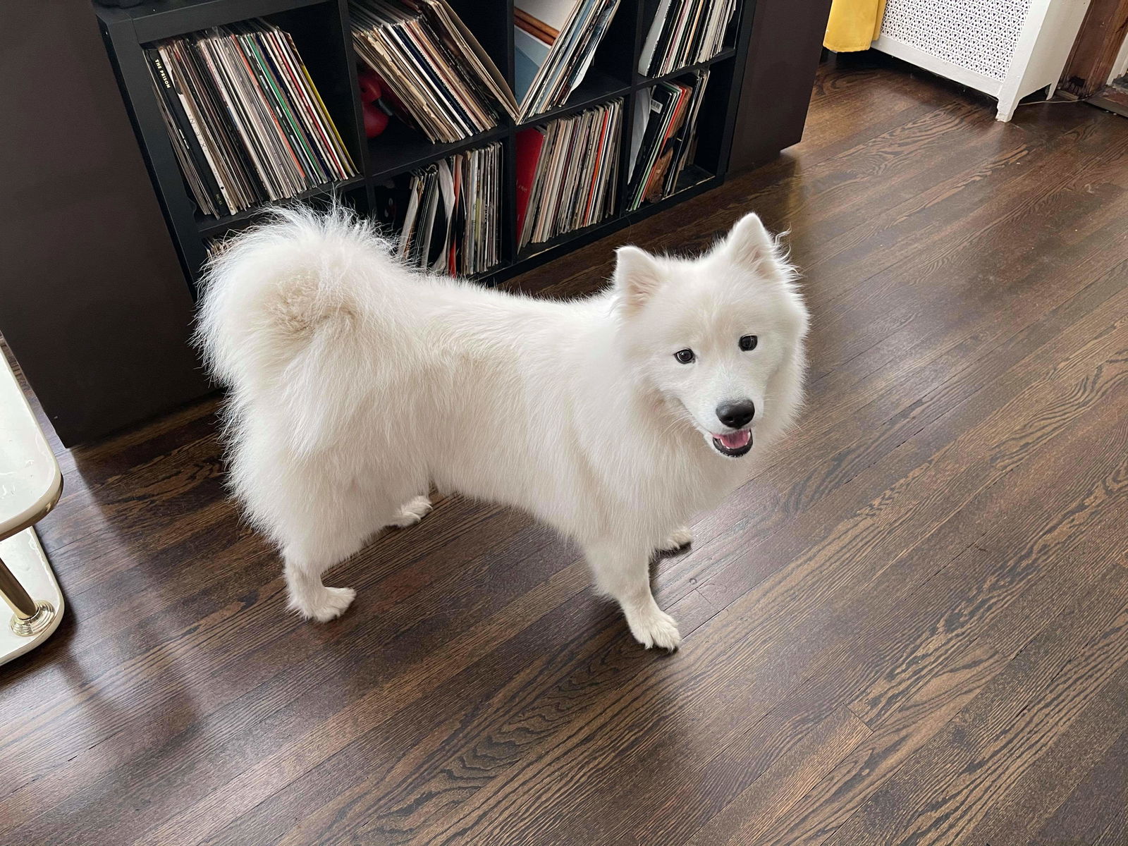 Buckeye 2024 samoyed rescue