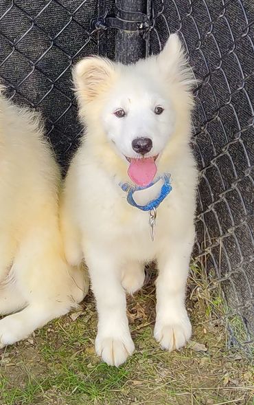 Dog for Adoption - Baby girl, a Samoyed in Youngstown, OH | Alpha Paw