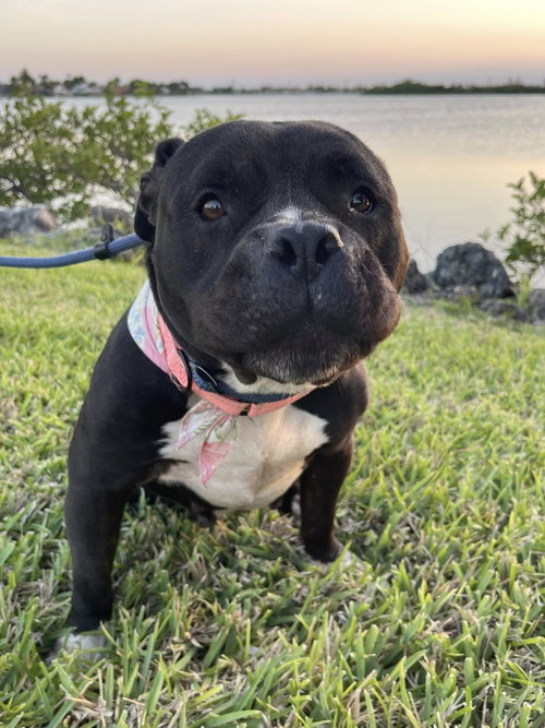 picture of the dog needing adoption