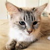 LANEY (SIAMESE TABBY MIX)