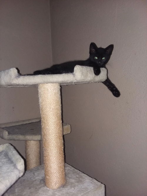 NEKO