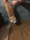 TONY AND FRITO (BROTHERS)