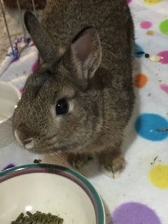 NUTMEG RABBIT