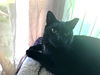 EBONY (BRITISH SHORTHAIR MIX)