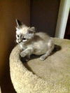 TAFFY (SIAMESE MIX)