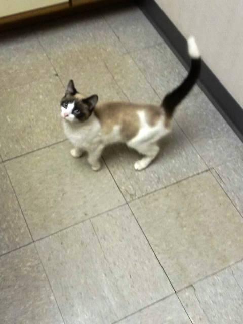 EDWARDO (PEDIGREE SNOWSHOE)