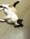 EDWARDO (PEDIGREE SNOWSHOE)