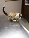 EDWARDO (PEDIGREE SNOWSHOE)