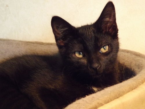 NENE, a POLYDACTYL