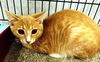 ECRU (FRONT PAW DECLAW)