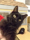 EDDIE (FEMALE MAINE COON MIX)
