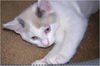 TAMALE (SNOWSHOE SIAMESE MIX)