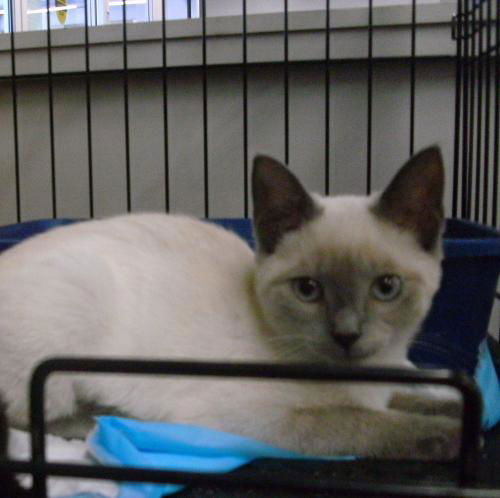 CAGNEY (SIAMESE)