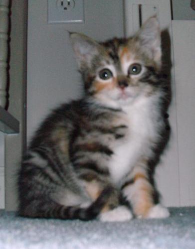NELLY