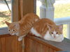 Oliver and Mango