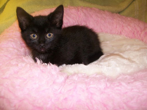 Onyx