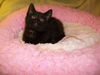 Onyx