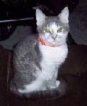 Nanette