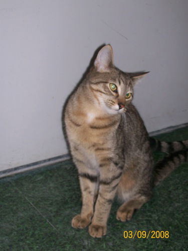 Nucci