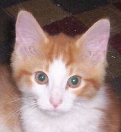Nemo