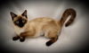 VENUS (SIAMESE, Chocolate Point)