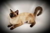 VENUS (SIAMESE, Chocolate Point)