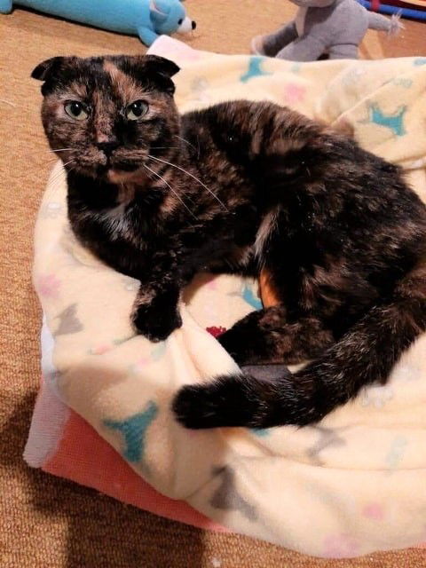 NEBEULA (SCOTTISH FOLD TORTI MIX