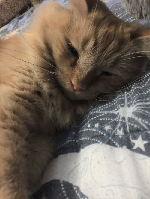 NIKITA
