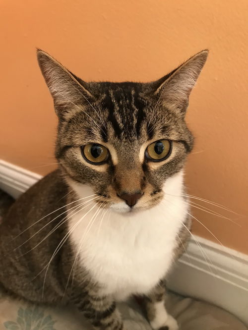 INDY (FRONT DECLAW)