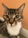 INDY (FRONT DECLAW)