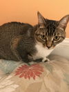 INDY (FRONT DECLAW)