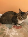 INDY (FRONT DECLAW)