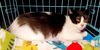 DAISY