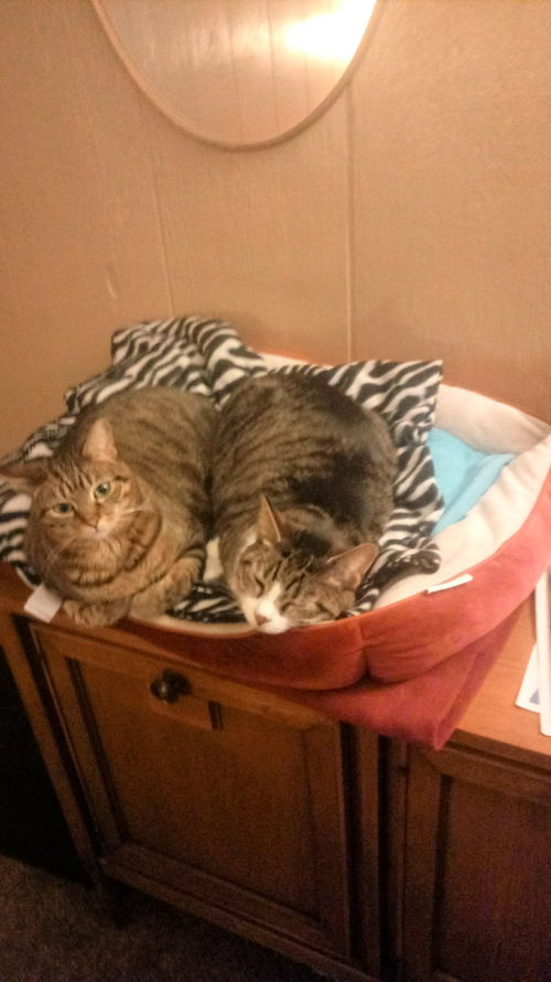 ISABELLA & RIKKI (BONDED PAIR)