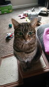 ISABELLA & RIKKI (BONDED PAIR)