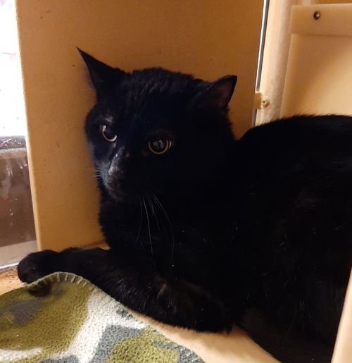INKY (Polydactyl)