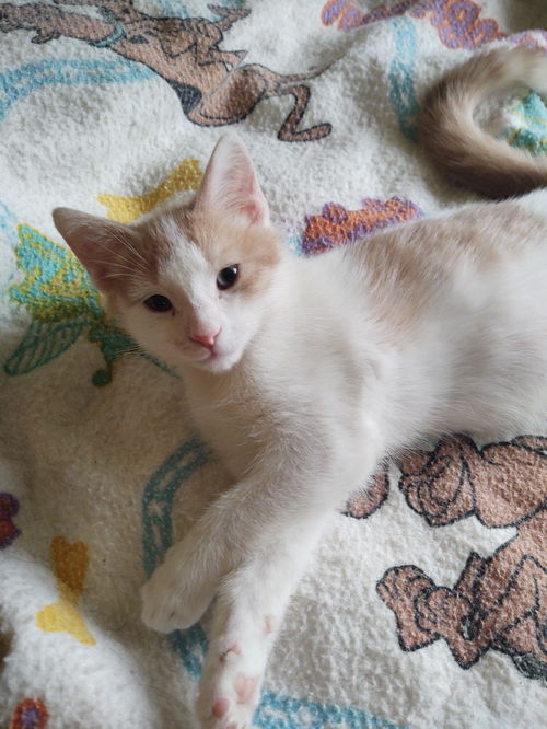OLLIE