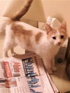 OLLIE