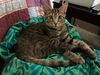 TIGGER